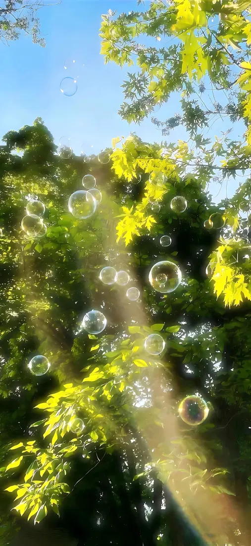 阳光树林手机壁纸｜肥皂泡背景图片 - 晴朗蓝天清新治愈风景「哲风壁纸」