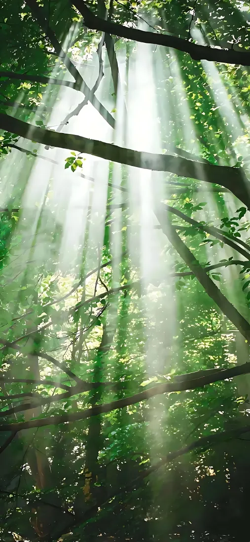 树林手机壁纸|丁达尔光效背景图片 - 晨光穿透林间绿意「哲风壁纸」 树林手机壁纸|丁达尔光效背景图片 - 晨光穿透林间绿意「哲风壁纸」