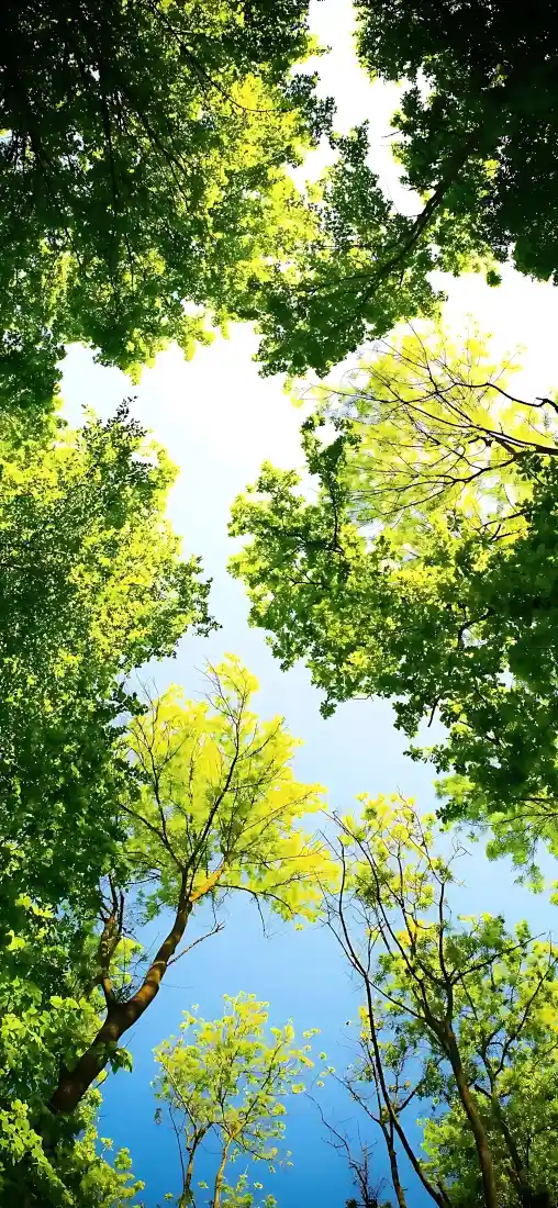 仰拍树林手机壁纸｜蓝天绿树背景图片 - 夏日阳光透过树叶「哲风壁纸」