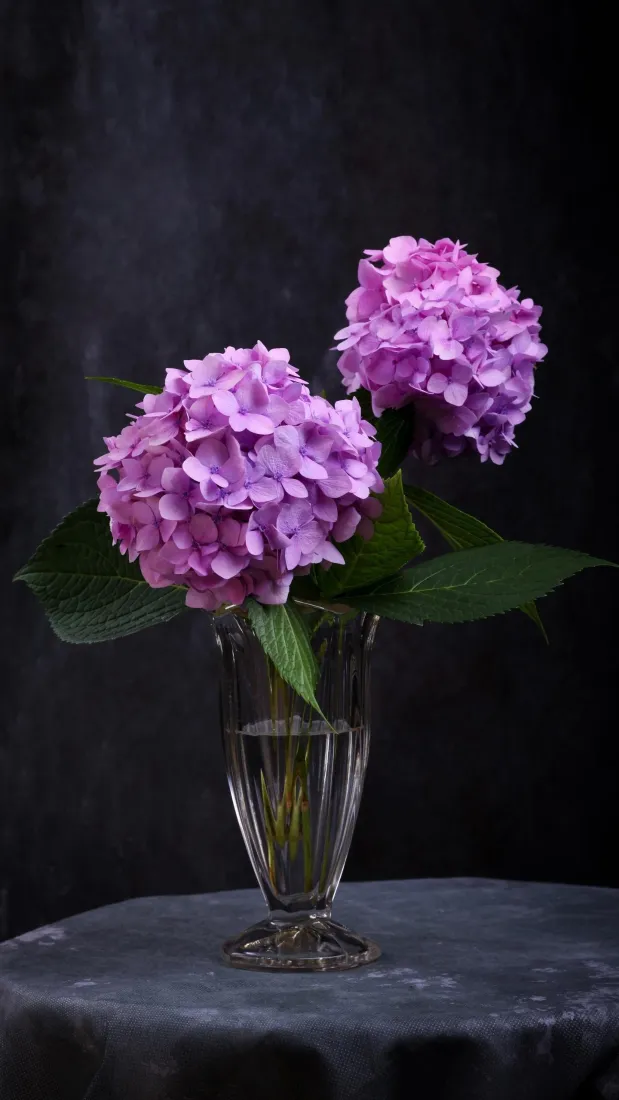 紫色绣球花手机壁纸|玻璃花瓶静物 - 暗调桌面花艺背景图片「哲风壁纸」 紫色绣球花手机壁纸|玻璃花瓶静物 - 暗调桌面花艺背景图片「哲风壁纸」