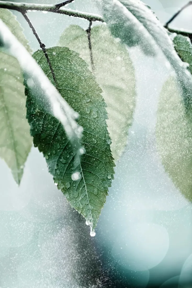 覆雪绿叶手机壁纸|冬日枝叶背景图片 - 冰融水滴特写「哲风壁纸」 覆雪绿叶手机壁纸|冬日枝叶背景图片 - 冰融水滴特写「哲风壁纸」
