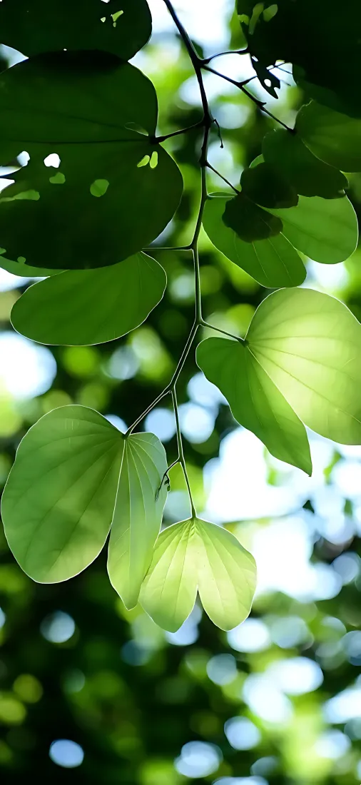 绿叶手机壁纸｜阳光散景背景图片 - 清新自然枝叶光影「哲风壁纸」