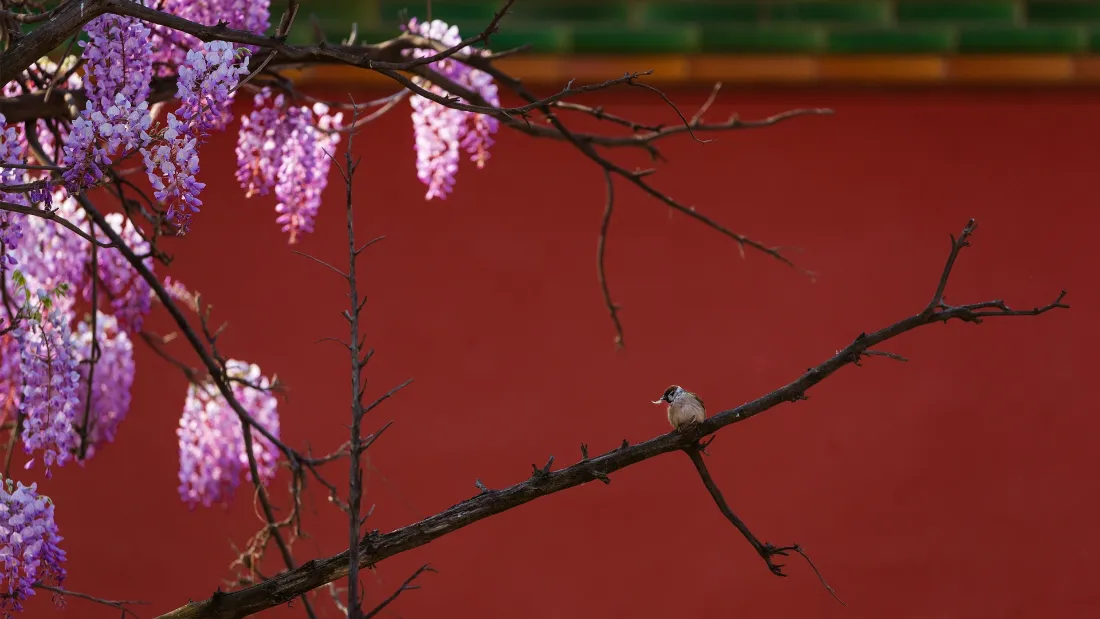 2k紫禁城壁纸|红墙紫藤背景图片 - 花枝栖雀春日古建景致「哲风壁纸」 2k紫禁城壁纸|红墙紫藤背景图片 - 花枝栖雀春日古建景致「哲风壁纸」
