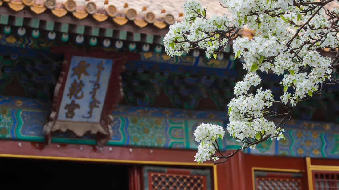 2k紫禁城承乾宫壁纸|红墙古建背景图片 - 春日梨花盛景「哲风壁纸」 2k紫禁城承乾宫壁纸|红墙古建背景图片 - 春日梨花盛景「哲风壁纸」