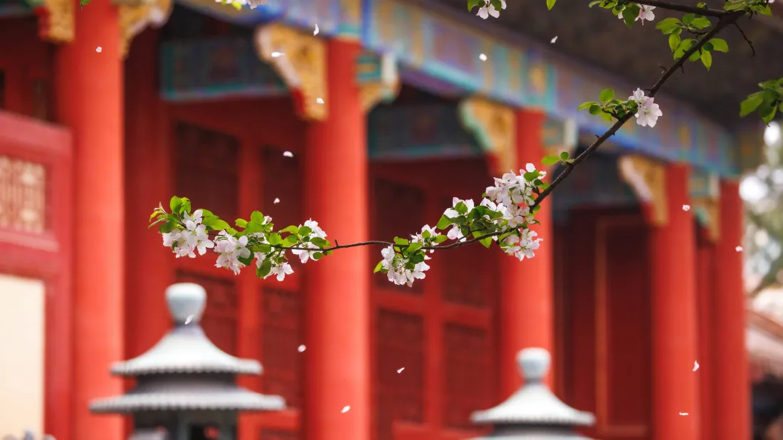3k故宫壁纸|红柱海棠背景图片 - 春日宫苑石灯落英景致「哲风壁纸」 3k故宫壁纸|红柱海棠背景图片 - 春日宫苑石灯落英景致「哲风壁纸」