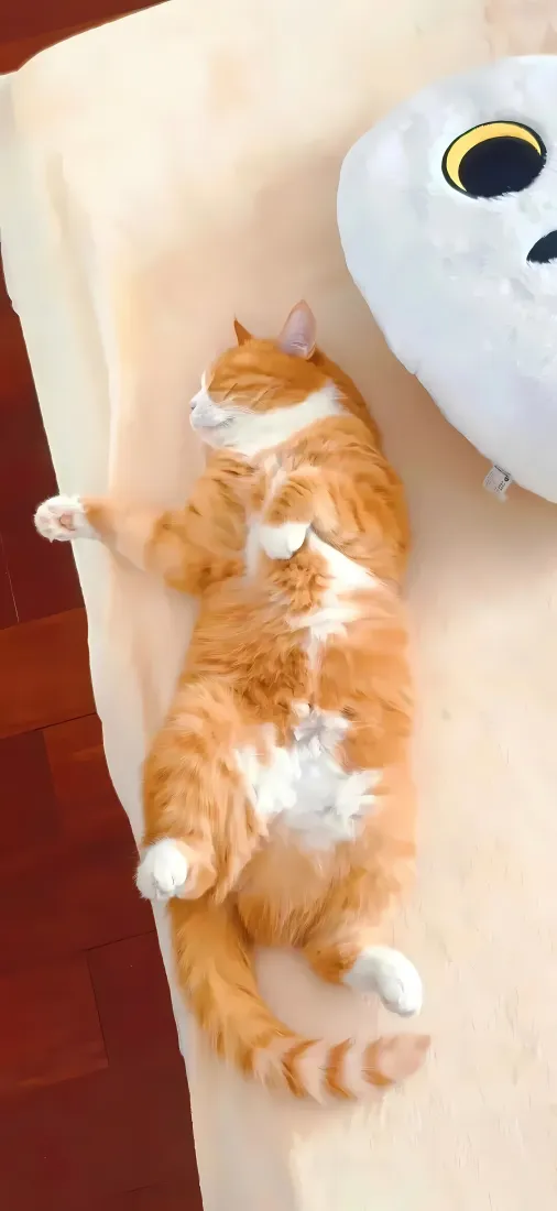 橘猫仰睡手机壁纸|沙发萌宠背景图片 - 治愈可爱日常「哲风壁纸」 橘猫仰睡手机壁纸|沙发萌宠背景图片 - 治愈可爱日常「哲风壁纸」