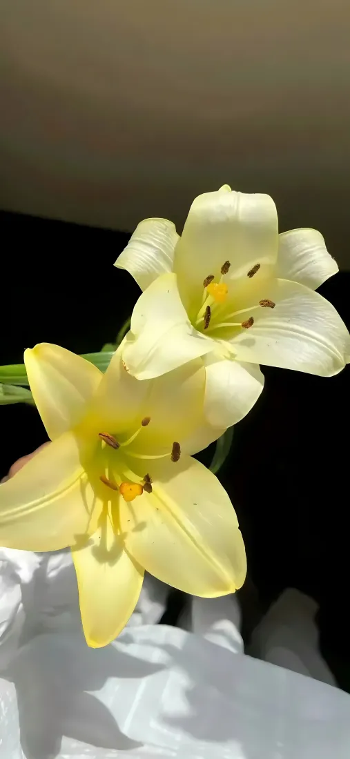 百合手机壁纸｜淡黄花卉背景图片 - 两朵盛放清新花朵「哲风壁纸」