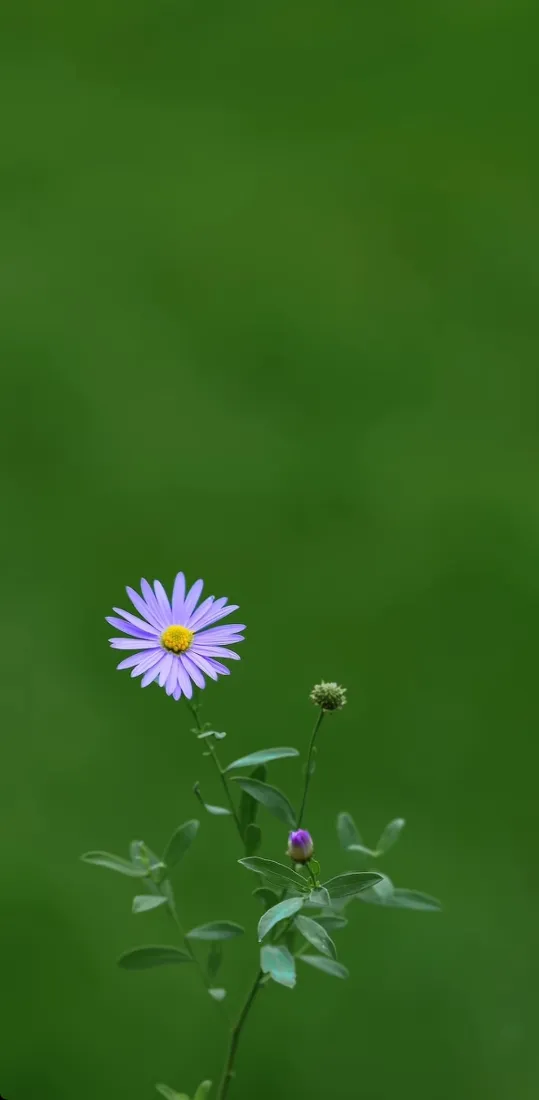 紫色野花手机壁纸｜纯绿虚化背景图片 - 清新花卉特写「哲风壁纸」