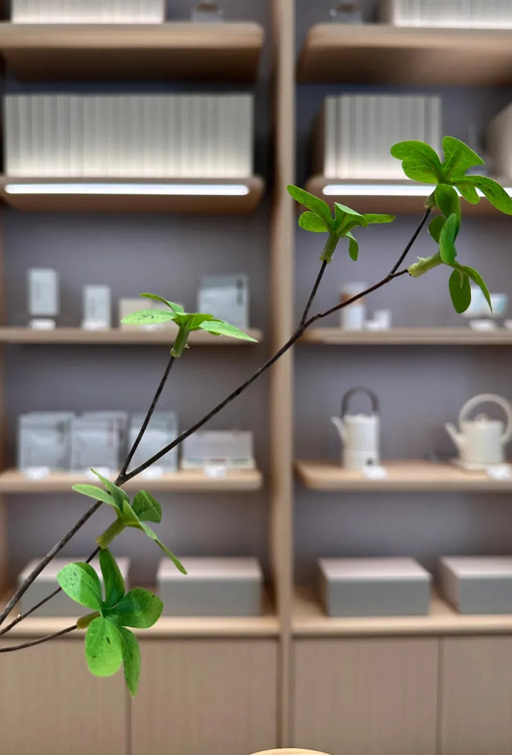 室内绿植茶具手机壁纸|简约茶空间背景图片 - 清新雅致氛围「哲风壁纸」 室内绿植茶具手机壁纸|简约茶空间背景图片 - 清新雅致氛围「哲风壁纸」