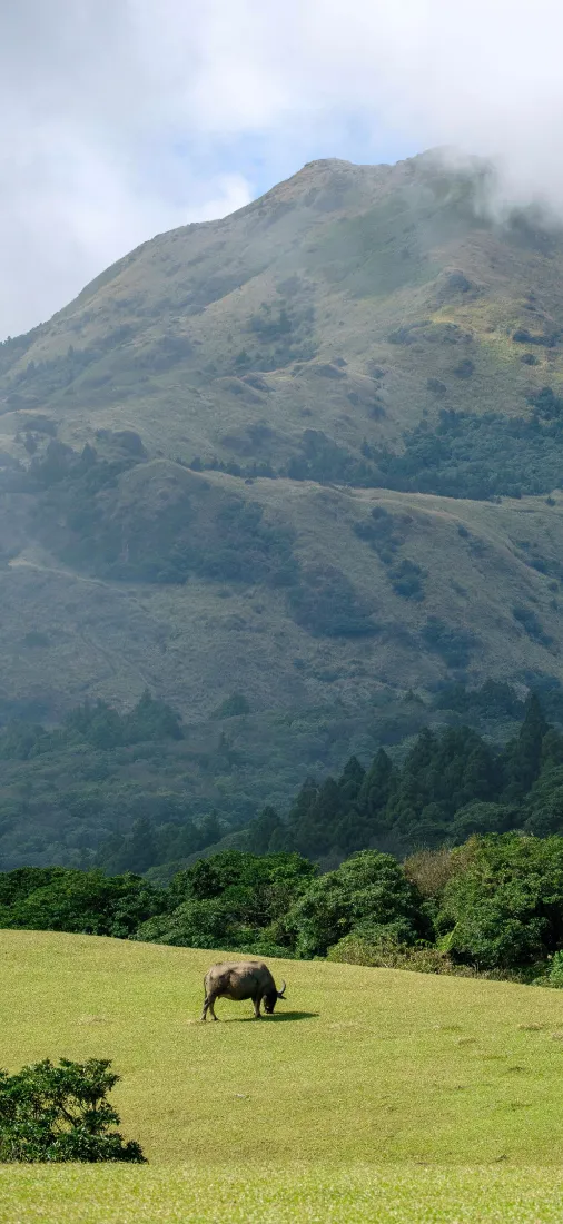 高山草原牧场手机壁纸|云雾山景背景图片 - 牛群草地自然「哲风壁纸」 高山草原牧场手机壁纸|云雾山景背景图片 - 牛群草地自然「哲风壁纸」