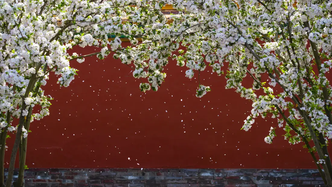 4k紫禁城壁纸|红墙落花背景图片 - 春日繁花古韵景致「哲风壁纸」 4k紫禁城壁纸|红墙落花背景图片 - 春日繁花古韵景致「哲风壁纸」