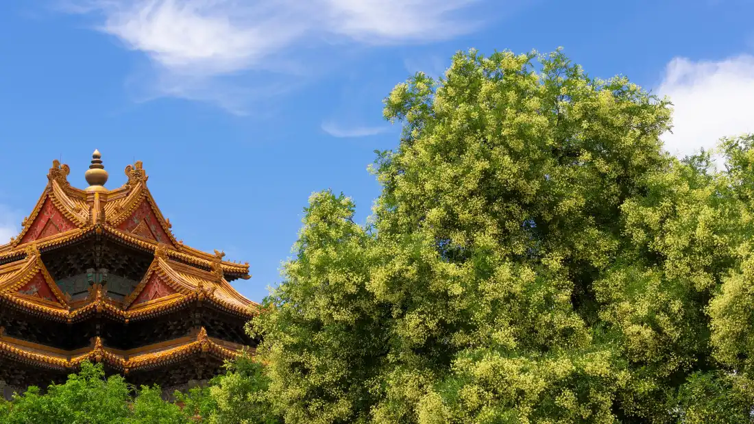4k紫禁城壁纸|古建筑背景图片 - 绿树蓝天「哲风壁纸」 4k紫禁城壁纸|古建筑背景图片 - 绿树蓝天「哲风壁纸」