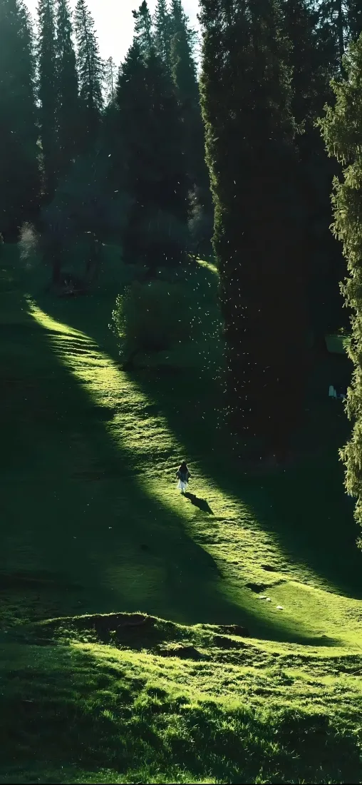 森林丁达尔光手机壁纸｜光影草地背景图片 - 静谧林间自然风景「哲风壁纸」