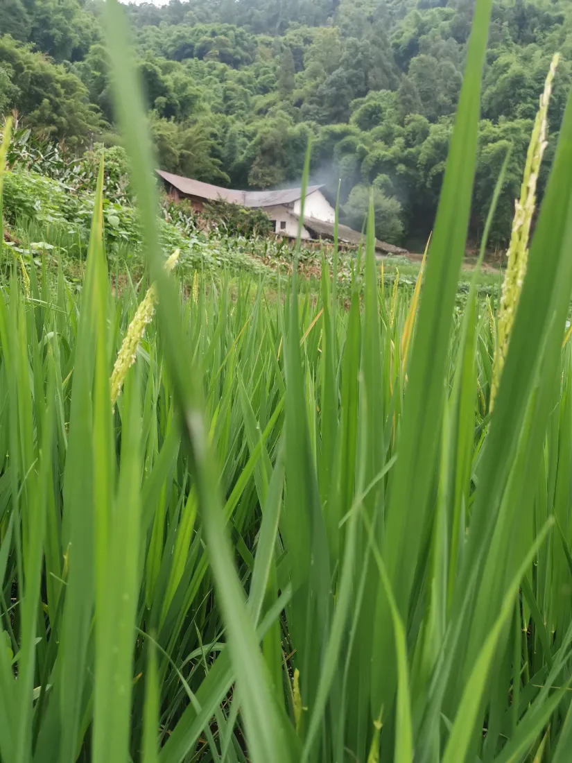 乡村稻田手机壁纸｜山边老屋背景图片 - 炊烟绿意老家风光「哲风壁纸」