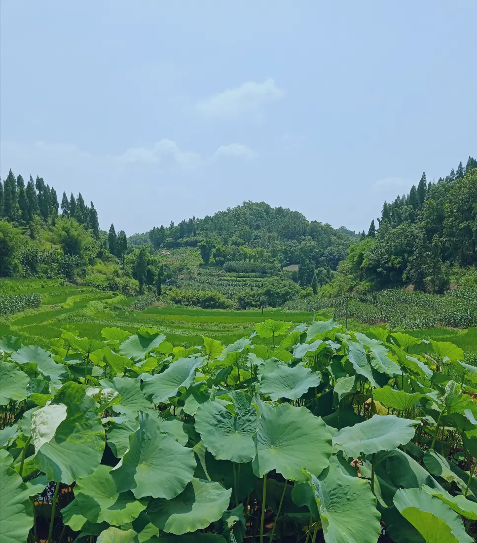莲叶荷塘手机壁纸｜乡野山林背景图片 - 清新田园风光「哲风壁纸」