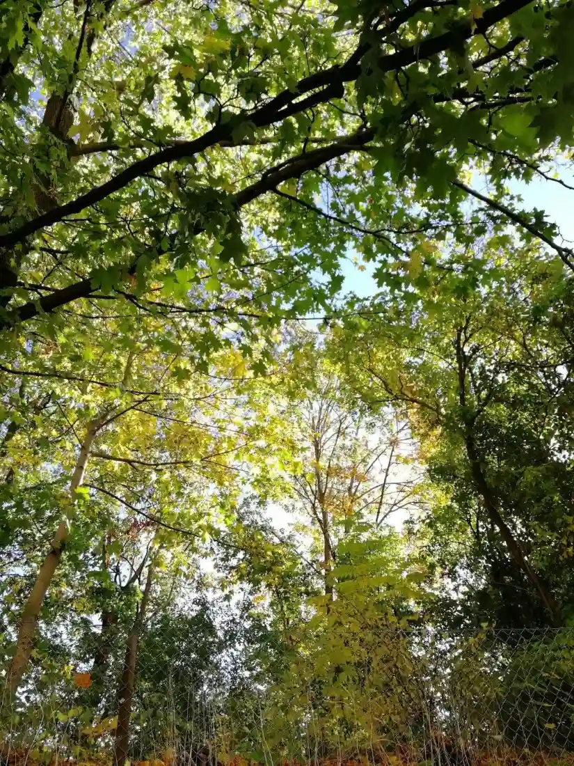 林间树荫手机壁纸｜夏日森林背景图片 - 仰拍绿意天空「哲风壁纸」
