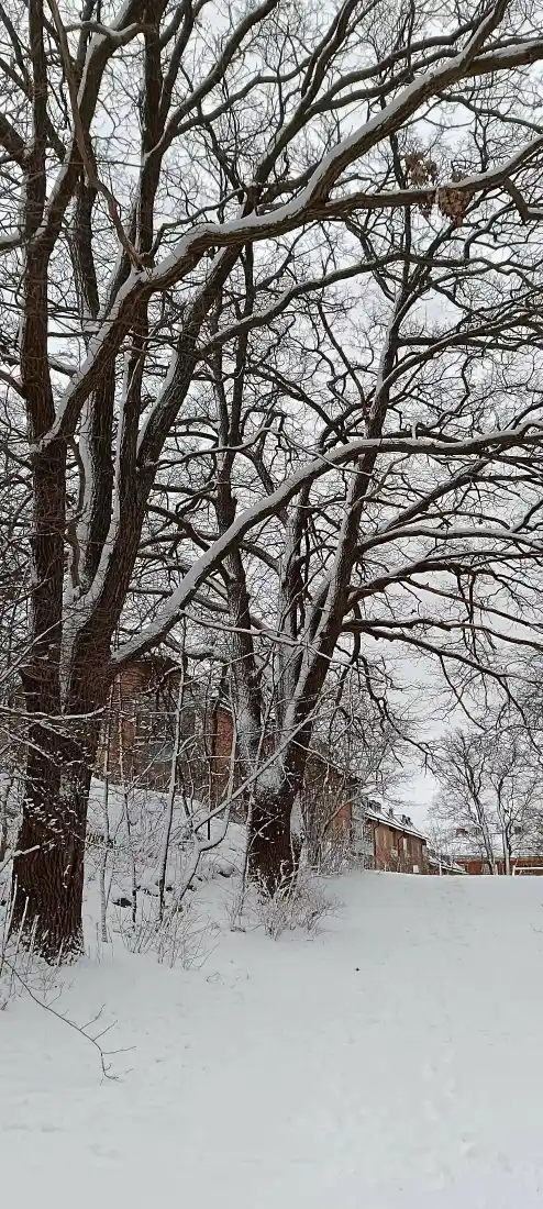 4k冬天壁纸 - 户外 - 积雪 - 树林「哲风壁纸」