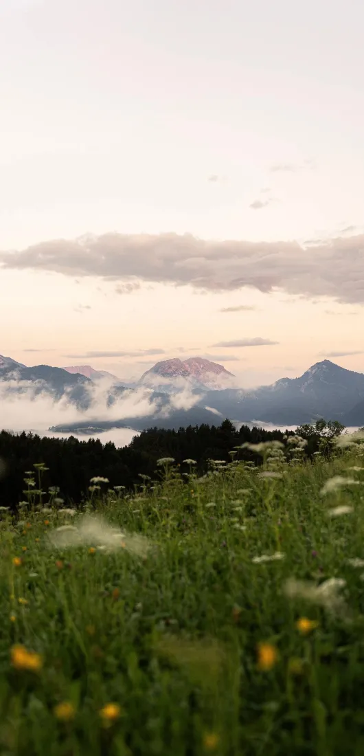 黄昏山野草地，前景野花，中景森林，远景云海远山与暖调天空
