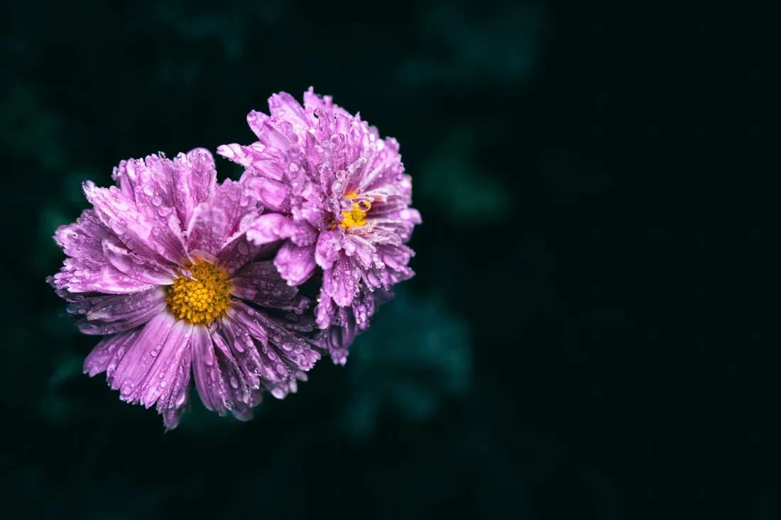 7k大丽花壁纸|暗调花卉背景图片 - 粉紫重瓣黄蕊特写「哲风壁纸」 暗调虚化背景下两朵带水珠的粉紫色重瓣黄蕊花卉特写