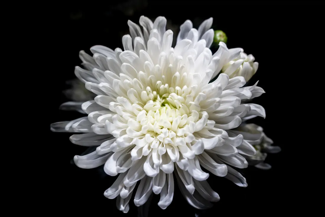 黑色背景下一朵盛放的白菊花特写，花瓣层叠舒展，旁侧点缀小花蕾。