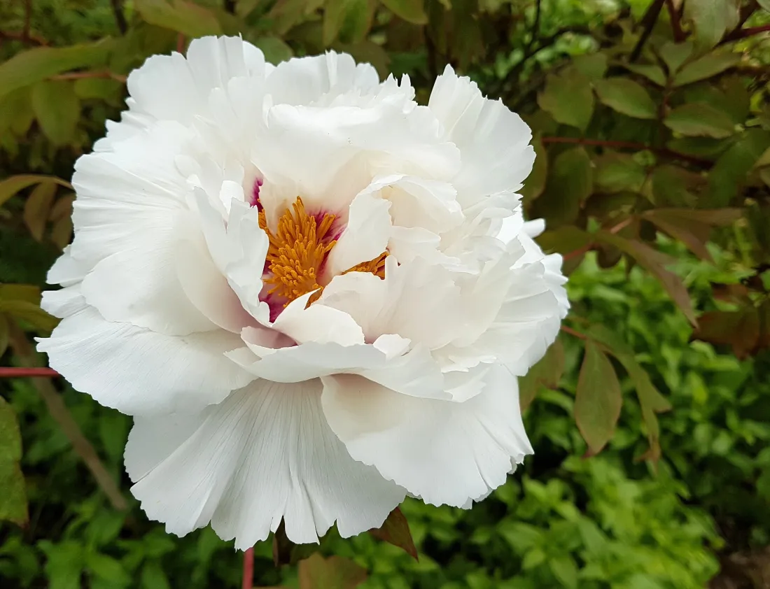 盛放的白牡丹特写，白色花瓣簇拥橙黄花蕊，衬着虚化的翠绿叶片。