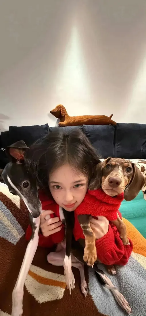 红衣长发女生居家自拍，怀抱腊肠犬，沙发上还有其他腊肠犬