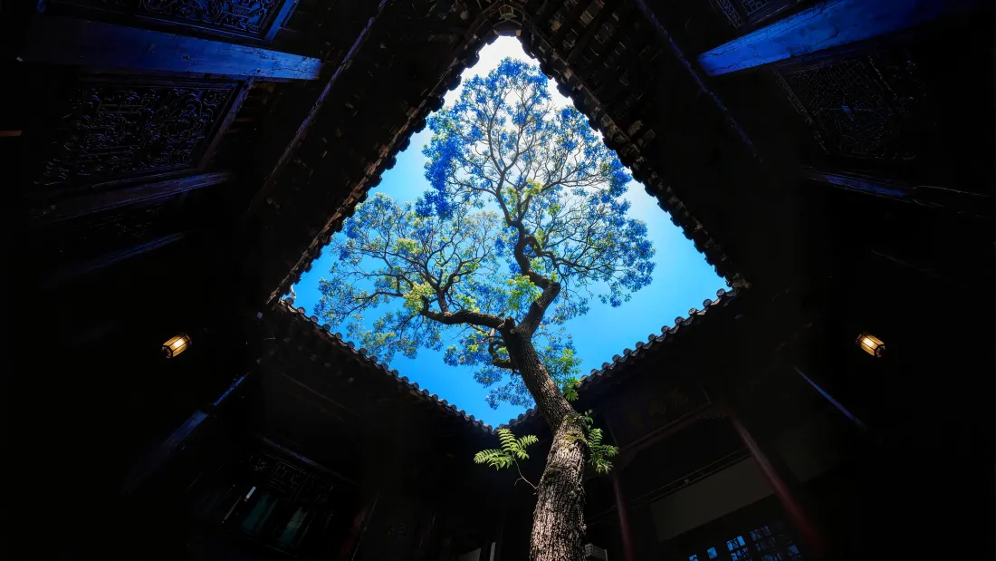4k蓝天壁纸 - 光影 - 庭院 - 树影「哲风壁纸」