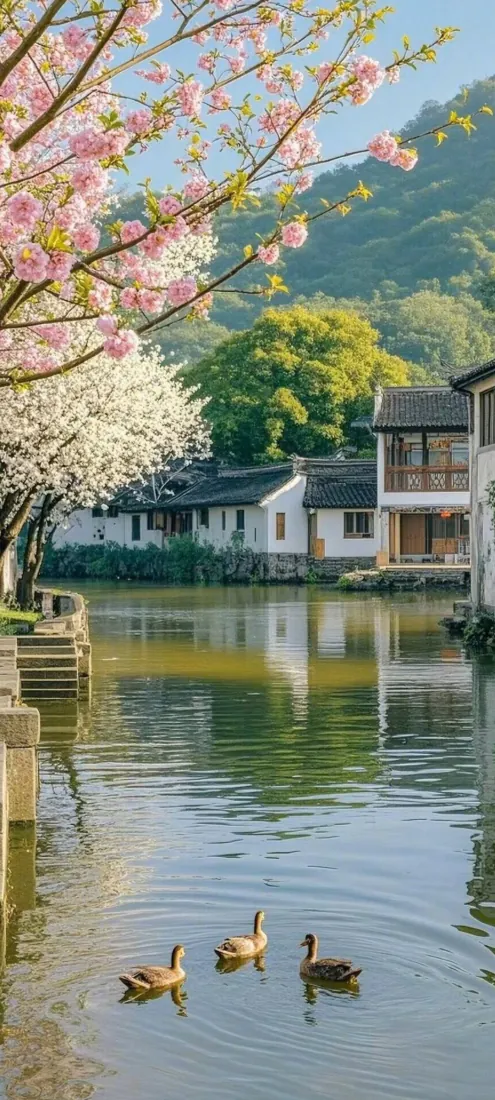 鸭子江南水乡手机壁纸｜白墙黛瓦背景图片 - 春景花树游鸭河面「哲风壁纸」