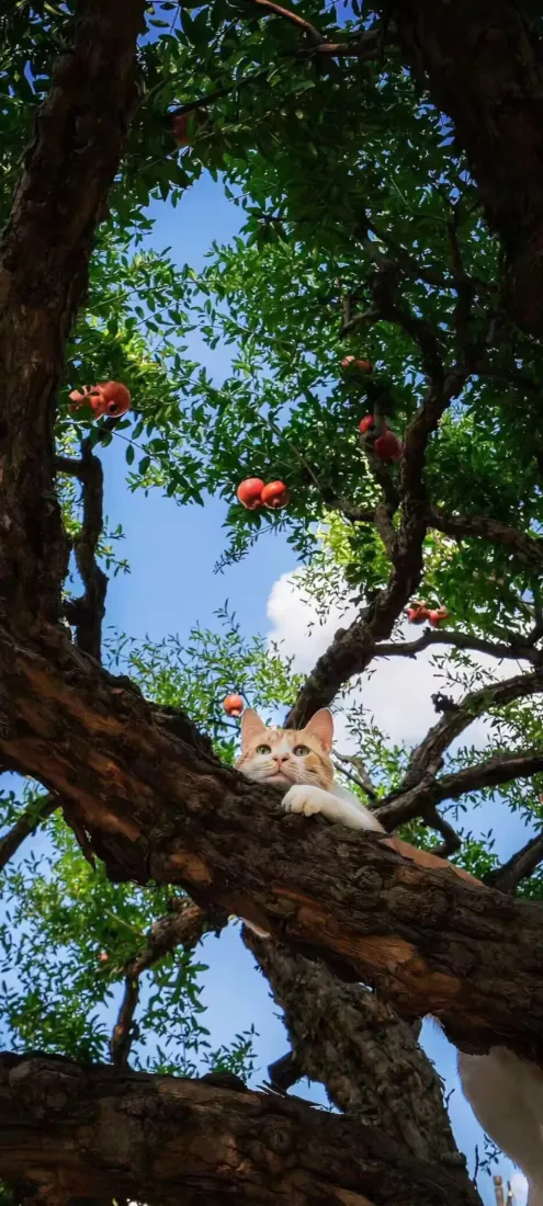 橘猫果树趴卧手机壁纸｜蓝天绿叶背景图片 - 治愈自然萌趣画面「哲风壁纸」