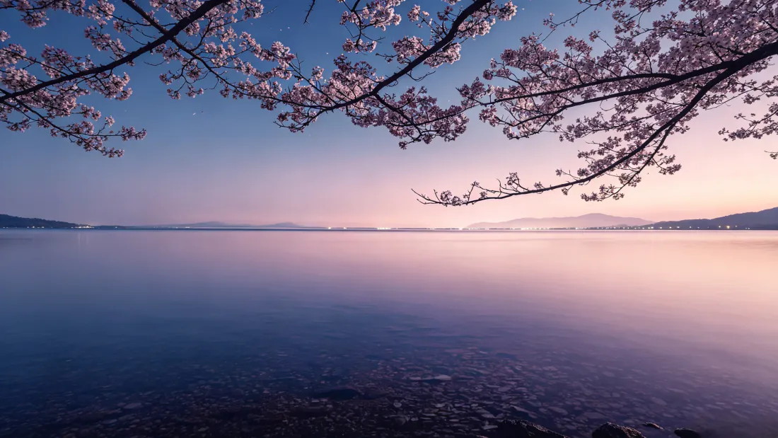 3k樱花湖畔黄昏壁纸｜背景图片 - 静谧湖景粉樱远山「哲风壁纸」