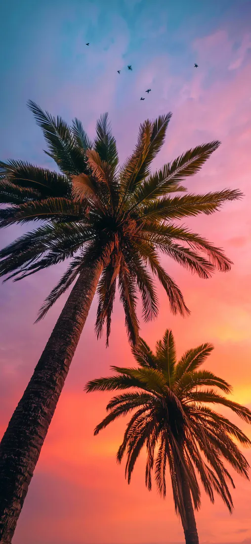 棕榈树晚霞手机壁纸|天空背景图片 - 热带海滨手机风景「哲风壁纸」 棕榈树晚霞手机壁纸|天空背景图片 - 热带海滨手机风景「哲风壁纸」