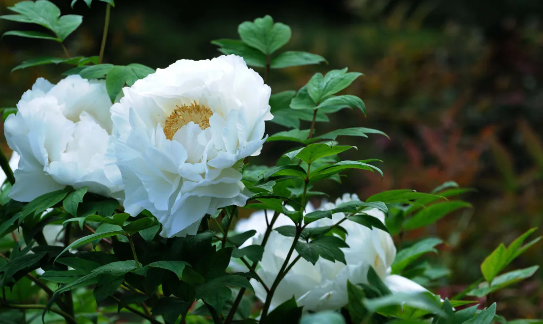 3k白牡丹壁纸｜绿叶白花背景图片 - 金黄花蕊「哲风壁纸」