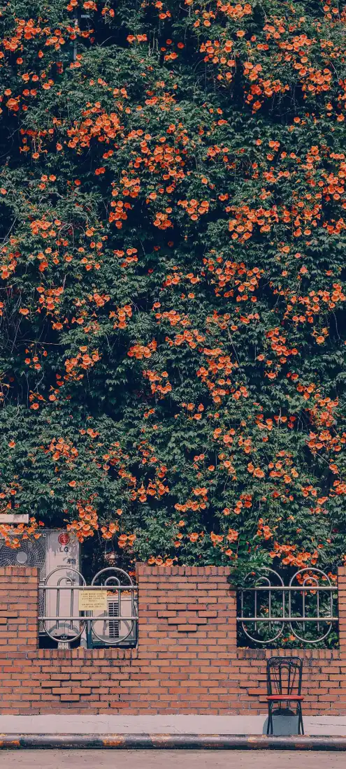 凌霄花墙手机壁纸|街景背景图片 - 红砖墙绿植繁花「哲风壁纸」 凌霄花墙手机壁纸|街景背景图片 - 红砖墙绿植繁花「哲风壁纸」