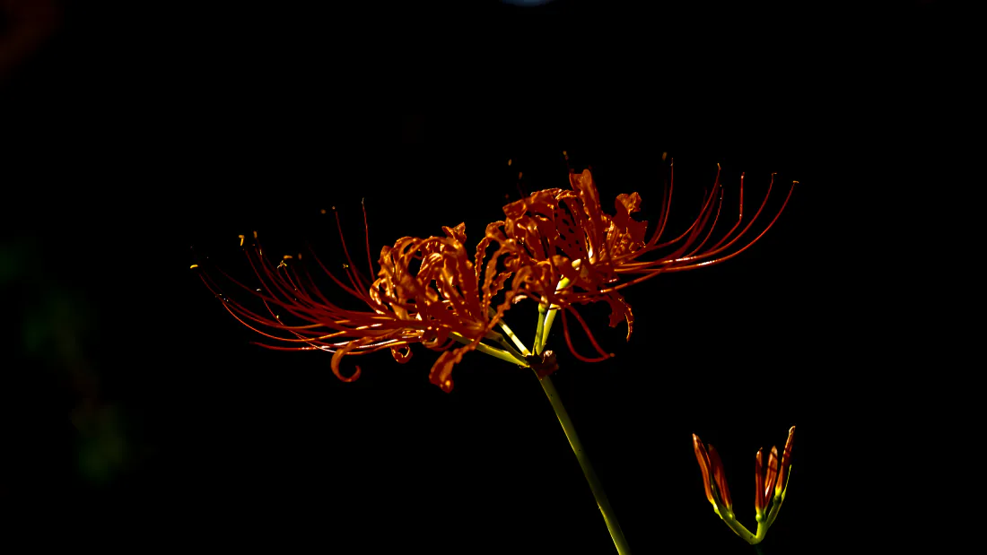 4k彼岸花壁纸|黑底红花背景图片 - 曼珠沙华暗夜特写「哲风壁纸」 4k彼岸花壁纸|黑底红花背景图片 - 曼珠沙华暗夜特写「哲风壁纸」