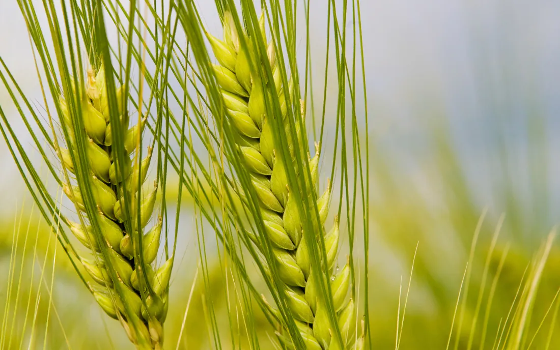 2k青麦穗壁纸|清新田园背景图片 - 嫩绿麦芒特写「哲风壁纸」 2k青麦穗壁纸|清新田园背景图片 - 嫩绿麦芒特写「哲风壁纸」