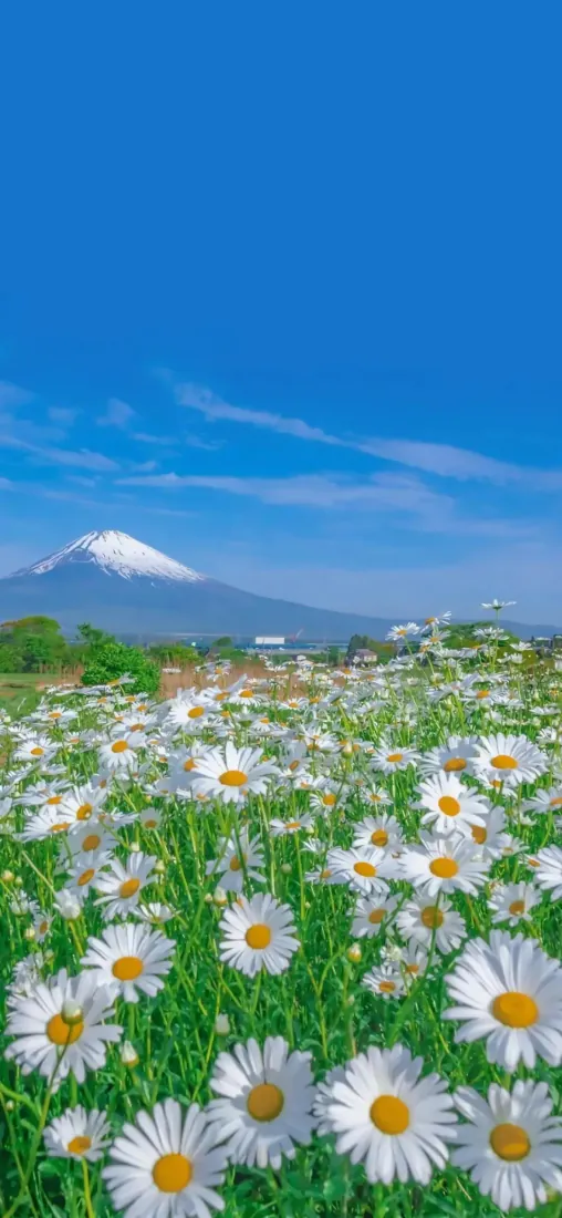 富士山雏菊花海手机壁纸|蓝天背景图片 - 清新自然风景「哲风壁纸」 富士山雏菊花海手机壁纸|蓝天背景图片 - 清新自然风景「哲风壁纸」