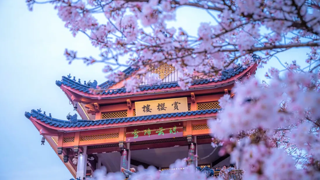 2k鼋头渚赏樱楼壁纸｜樱花背景图片 - 无锡鼋头渚樱花谷唐风古建飞檐「哲风壁纸」