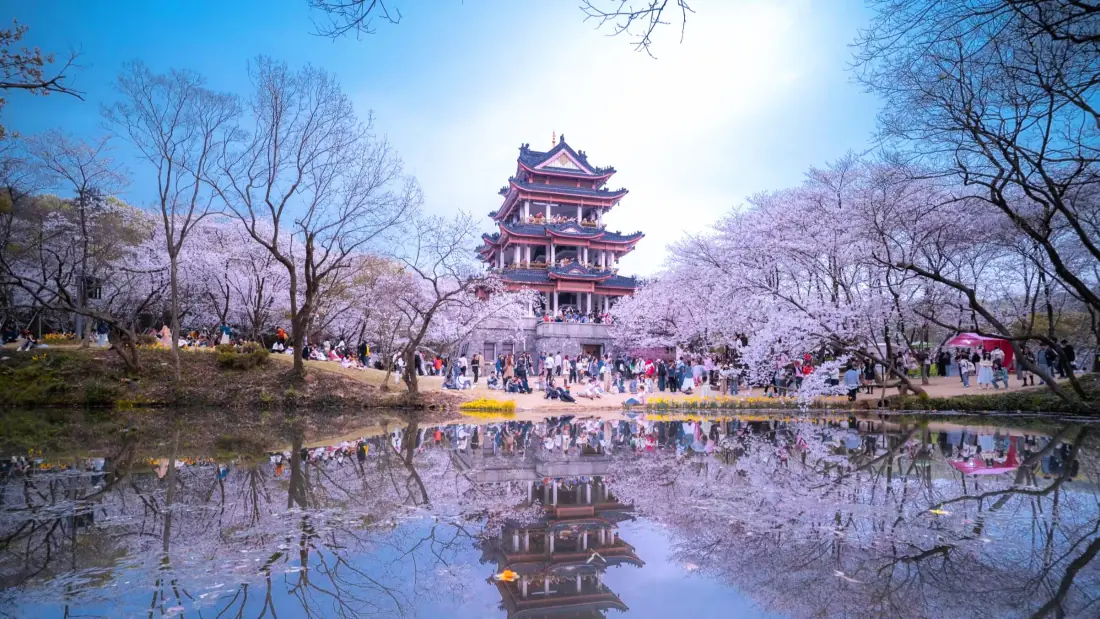 2k东湖樱花园五重塔壁纸｜樱花湖畔背景图片 - 春日园林「哲风壁纸」