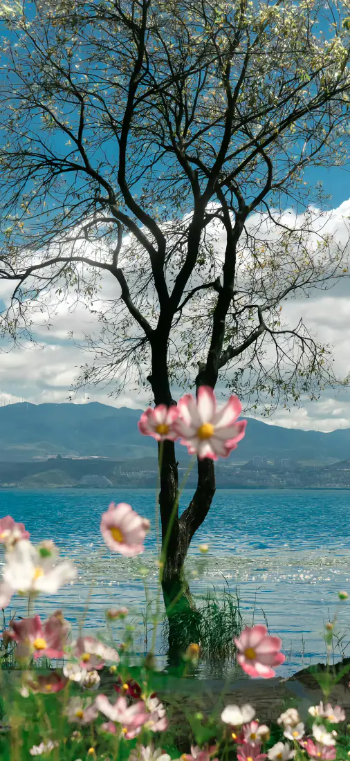 湖畔花树手机壁纸|蓝天远山背景图片 - 清新自然风景「哲风壁纸」 湖畔花树手机壁纸|蓝天远山背景图片 - 清新自然风景「哲风壁纸」