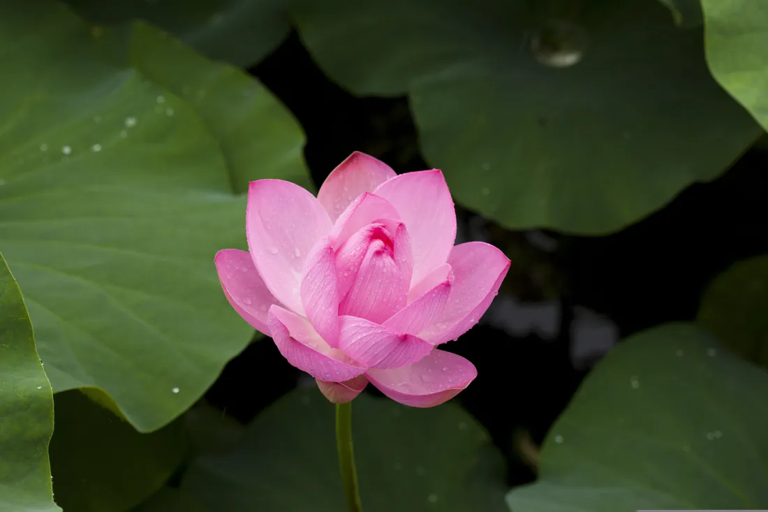 6k粉莲花壁纸|荷塘背景图片 - 翠绿荷叶水珠「哲风壁纸」 6k粉莲花壁纸|荷塘背景图片 - 翠绿荷叶水珠「哲风壁纸」