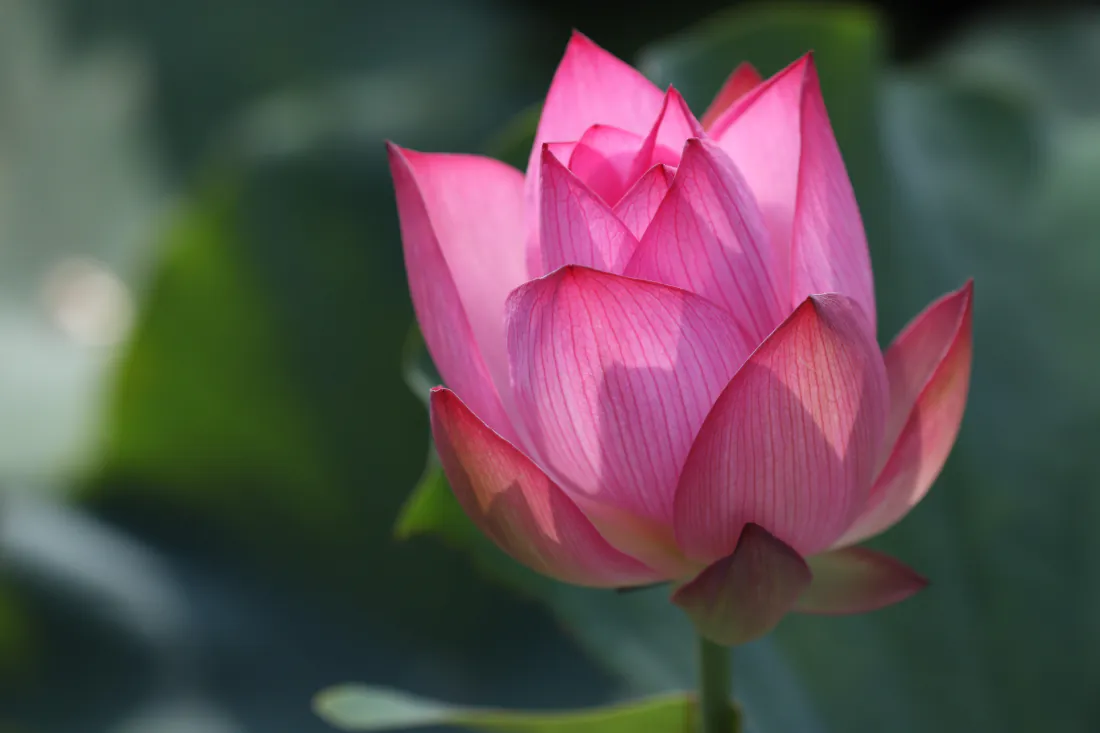 6k粉莲花壁纸｜荷塘背景图片 - 夏日花卉摄影「哲风壁纸」