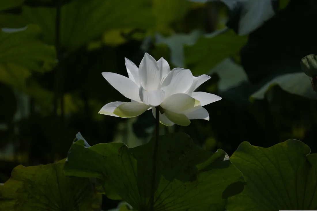 6k白莲花壁纸|荷塘背景图片 - 清新荷叶「哲风壁纸」 6k白莲花壁纸|荷塘背景图片 - 清新荷叶「哲风壁纸」