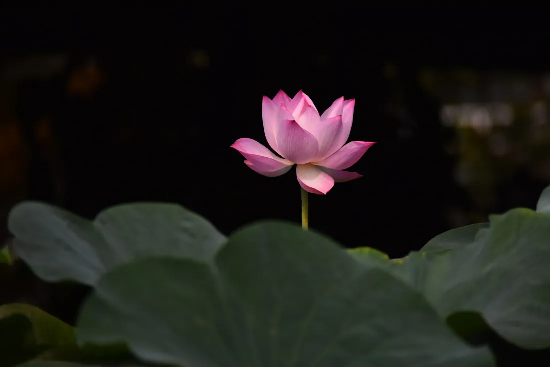 4k粉色莲花壁纸｜夜色荷塘背景图片 - 绿叶静谧花卉「哲风壁纸」