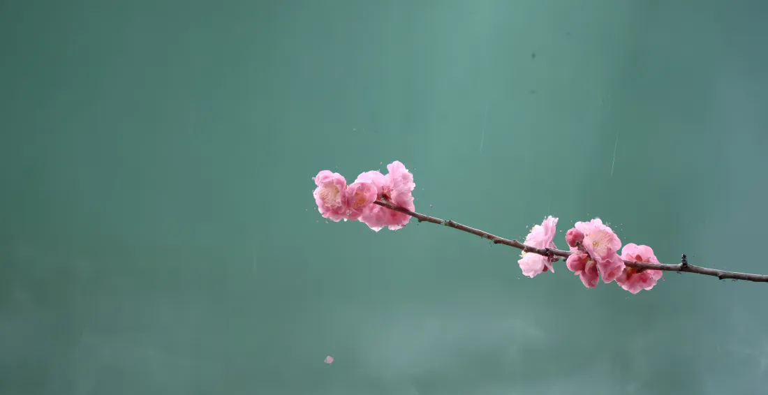 5k梅花壁纸｜青绿色背景图片 - 粉色花枝「哲风壁纸」