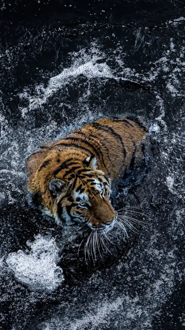 老虎手机壁纸|深色水花背景图片 - 猛虎游泳「哲风壁纸」 老虎手机壁纸|深色水花背景图片 - 猛虎游泳「哲风壁纸」