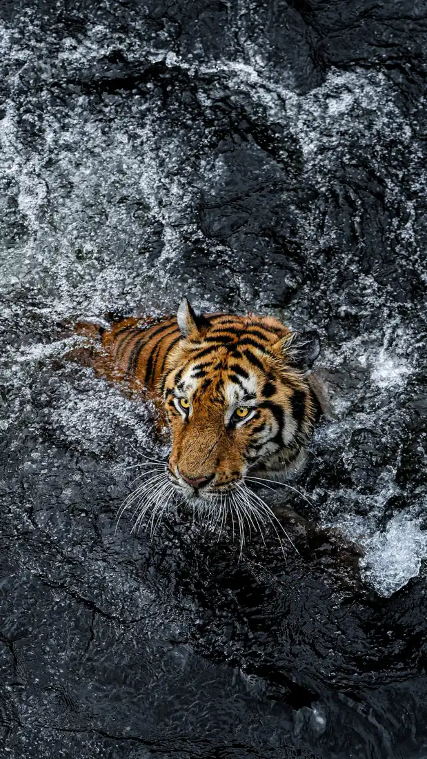 老虎手机壁纸|河流游泳猛虎特写背景图片 - 野生动物摄影「哲风壁纸」 老虎手机壁纸|河流游泳猛虎特写背景图片 - 野生动物摄影「哲风壁纸」