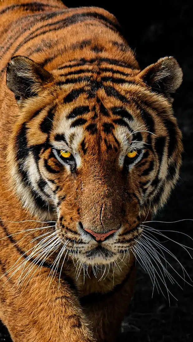 老虎手机壁纸｜黑色背景图片 - 猛虎特写橙黄条纹「哲风壁纸」