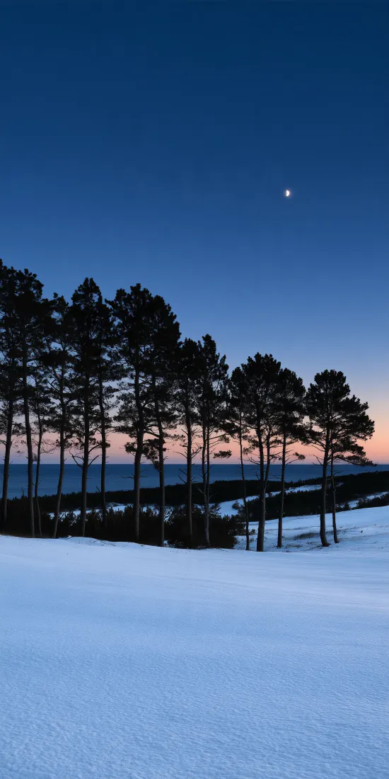 雪地松林暮色手机壁纸|冬季夜空背景图片 - 弯月清辉「哲风壁纸」 雪地松林暮色手机壁纸|冬季夜空背景图片 - 弯月清辉「哲风壁纸」