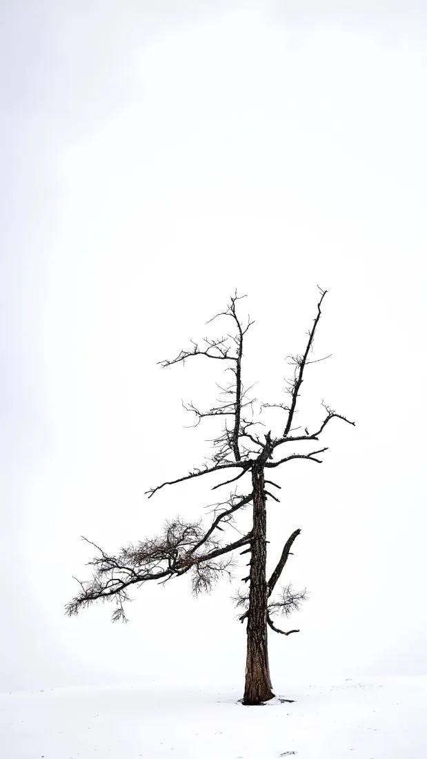 手机壁纸|孤树雪景背景图片 - 极简冬日枯树自然风景「哲风壁纸」 手机壁纸|孤树雪景背景图片 - 极简冬日枯树自然风景「哲风壁纸」