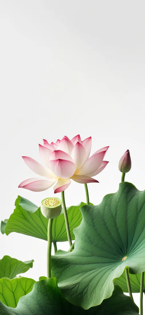 手机壁纸｜粉色荷花 绿色荷叶清新自然背景图片 - 素雅荷花「哲风壁纸」